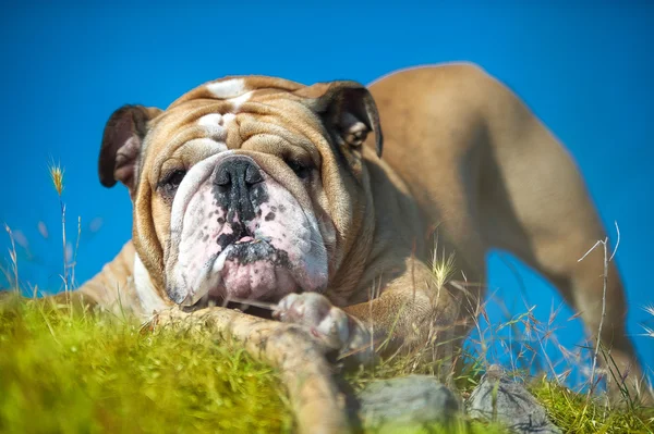 Beautiful Engish Bulldog outdoors playing — Stock Photo, Image