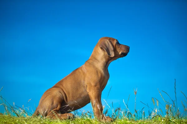 น่ารัก rhodesian ridgeback ลูกสุนัข — ภาพถ่ายสต็อก