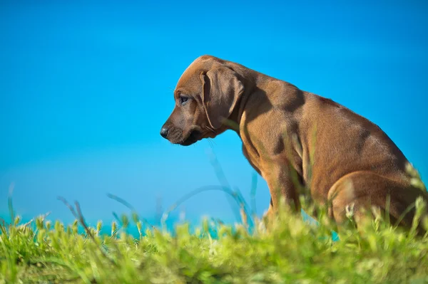 Lindo rhodesian ridgeback cachorro — Foto de Stock