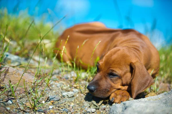 Bonito cãozinho de rhodesian ridgeback — Fotografia de Stock