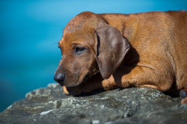 şirin Rodezya ridgeback yavru deniz