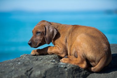 şirin Rodezya ridgeback yavru deniz