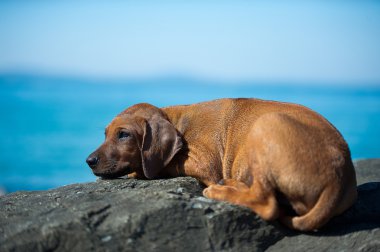 şirin Rodezya ridgeback yavru deniz