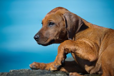 şirin Rodezya ridgeback yavru deniz