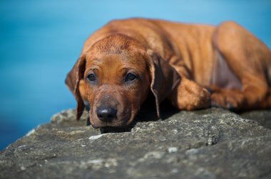 şirin Rodezya ridgeback yavru deniz