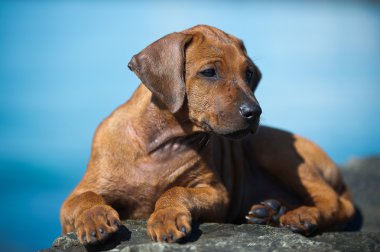 şirin Rodezya ridgeback yavru deniz