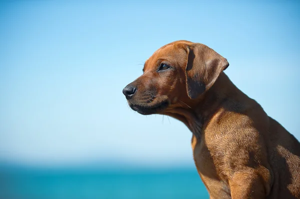可爱的罗得西亚 ridgeback 小狗在海 — 图库照片