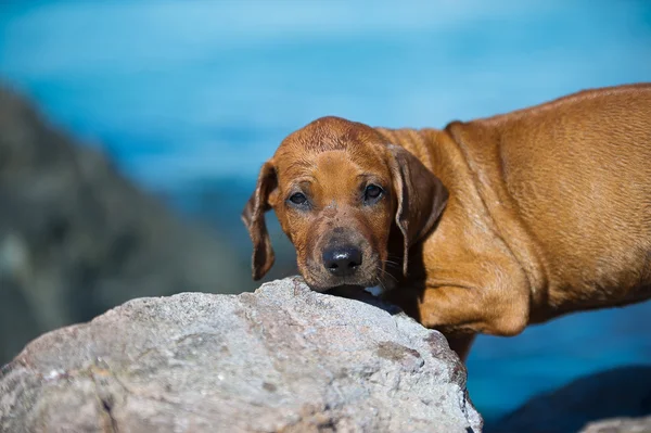 Bonito cãozinho rodesiano ridgeback no mar — Fotografia de Stock