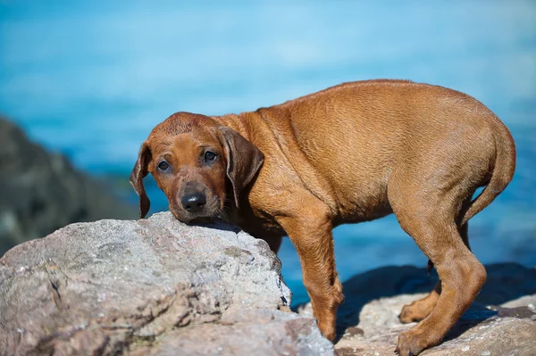 Lindo rhodesian ridgeback cachorro en el mar —  Fotos de Stock