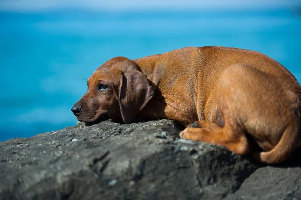 海でかわいいローデシアン ・ リッジバック子犬 — ストック写真