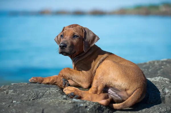 Carino rodesiana ridgeback cucciolo al mare — Foto Stock