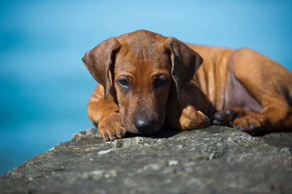 Schattig rhodesian ridgeback pup op de zee — Stockfoto