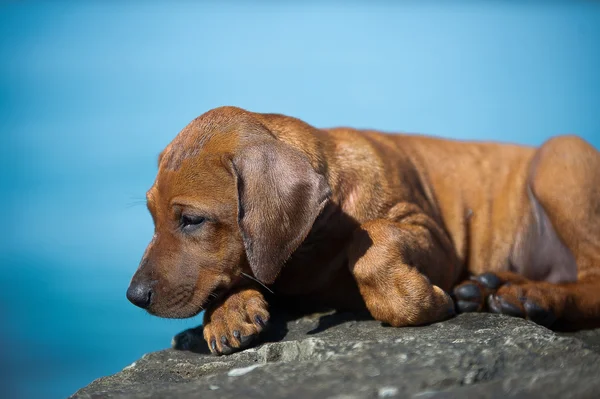 Schattig rhodesian ridgeback pup op de zee — Stockfoto