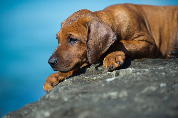 Милый родезийский щенок на берегу моря — стоковое фото