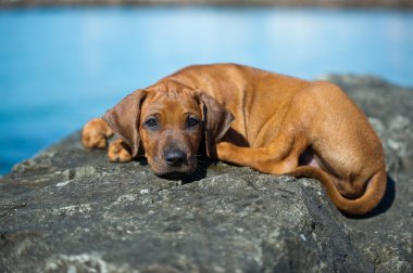 şirin Rodezya ridgeback yavru deniz