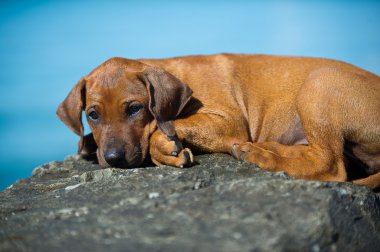 şirin Rodezya ridgeback yavru deniz