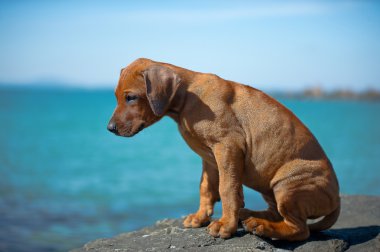 şirin Rodezya ridgeback yavru deniz