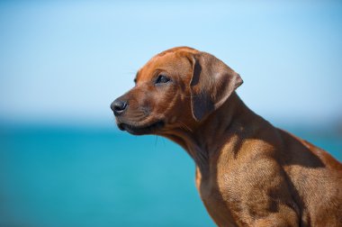 şirin Rodezya ridgeback yavru deniz