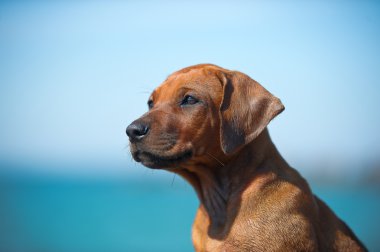 şirin Rodezya ridgeback yavru deniz