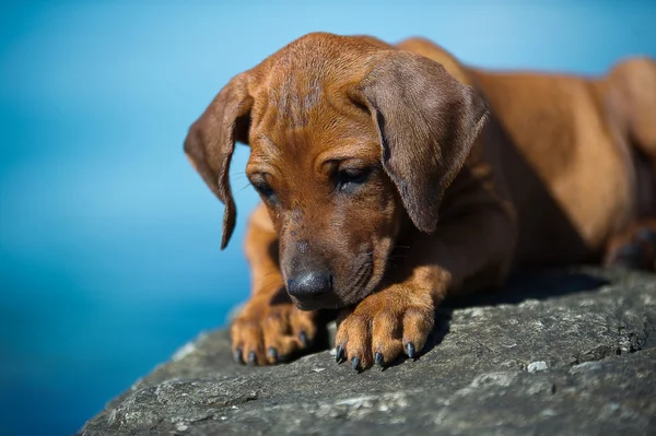 Милый родезийский щенок на берегу моря — стоковое фото