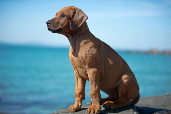 Cute rhodesian ridgeback puppy at the sea — Stock Photo, Image
