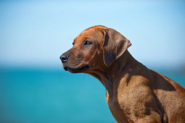 可爱的罗得西亚 ridgeback 小狗在海 — 图库照片