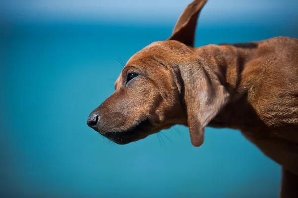 Cute rhodesian ridgeback puppy at the sea — Zdjęcie stockowe