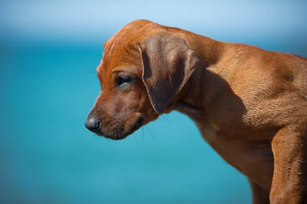 Lindo rhodesian ridgeback cachorro en el mar — Foto de Stock