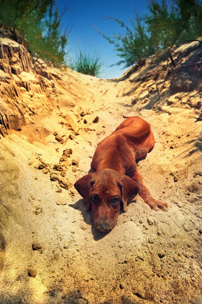 Carino cagnolino ridgeback rodesiano in Africa su una sabbia — Foto Stock