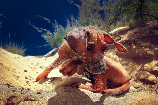 น่ารัก rhodesian ridgeback ลูกสุนัขในแอฟริกาบนทราย — ภาพถ่ายสต็อก