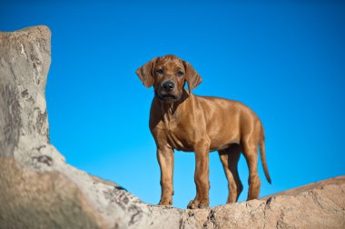 güzel köpek Rodezya ridgeback köpek yavrusu