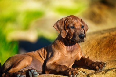 güzel köpek Rodezya ridgeback köpek yavrusu