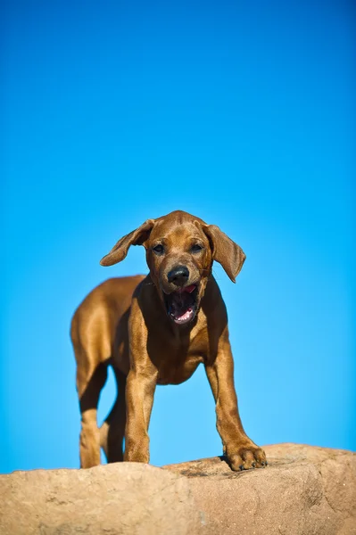 Krásný pes štěně rhodéského ridgebacka — Stock fotografie