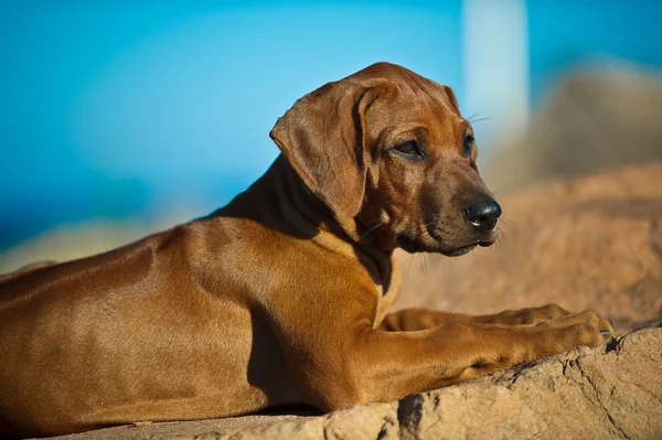 Piękny pies szczenię rasy rhodesian ridgeback — Zdjęcie stockowe