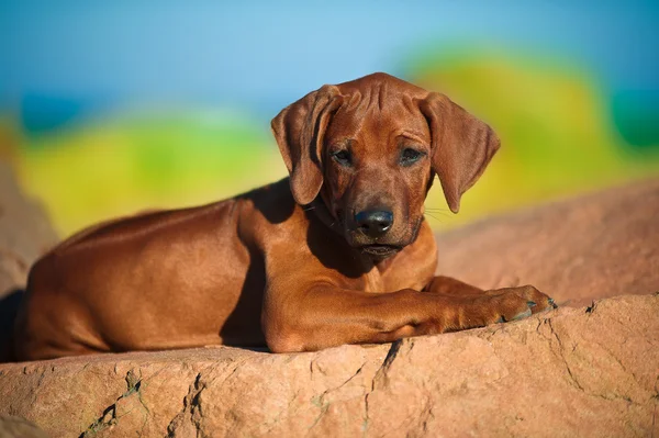 สวยสุนัข rhodesian ridgeback ลูกสุนัข — ภาพถ่ายสต็อก
