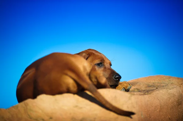 Piękny pies szczenię rasy rhodesian ridgeback — Zdjęcie stockowe