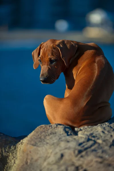 Güzel köpek Rodezya ridgeback köpek yavrusu — Stok fotoğraf