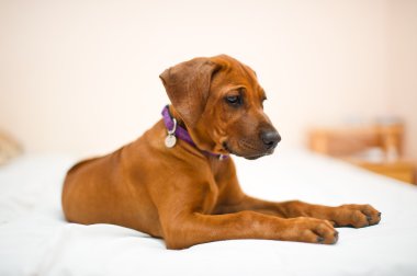 şirin Rodezya ridgeback köpek yavrusu