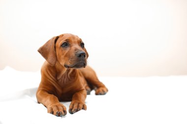 şirin Rodezya ridgeback köpek yavrusu