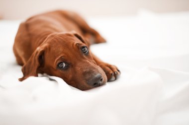 şirin Rodezya ridgeback köpek yavrusu