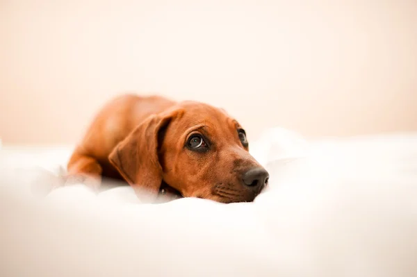 子犬かわいいローデシアン ・ リッジバック — ストック写真