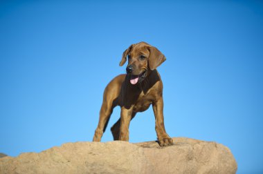 şirin Rodezya ridgeback köpek yavrusu