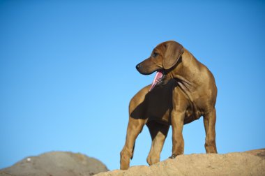 şirin Rodezya ridgeback köpek yavrusu