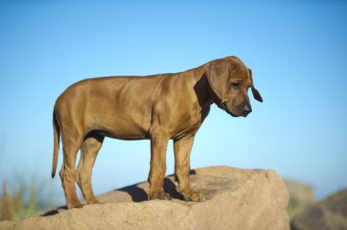 şirin Rodezya ridgeback köpek yavrusu