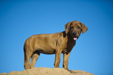 şirin Rodezya ridgeback köpek yavrusu