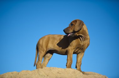 şirin Rodezya ridgeback köpek yavrusu