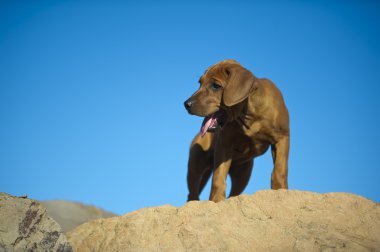 şirin Rodezya ridgeback köpek yavrusu