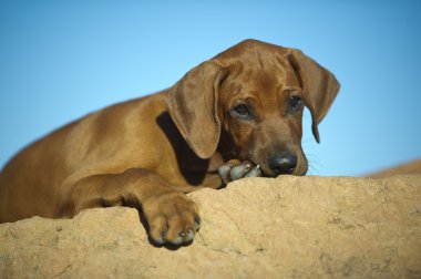 şirin Rodezya ridgeback köpek yavrusu