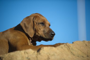 şirin Rodezya ridgeback köpek yavrusu