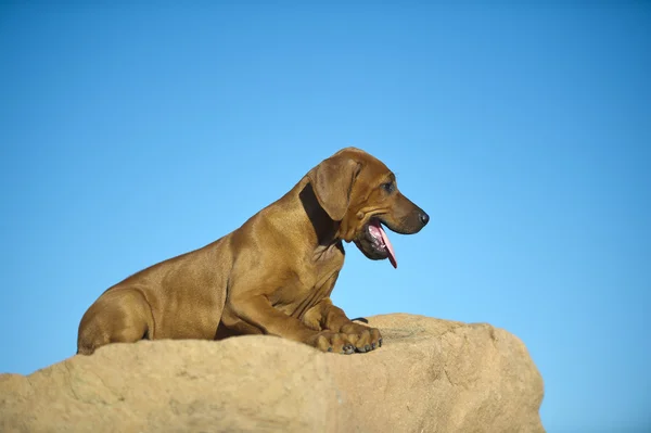 Bonito cãozinho de rhodesian ridgeback — Fotografia de Stock